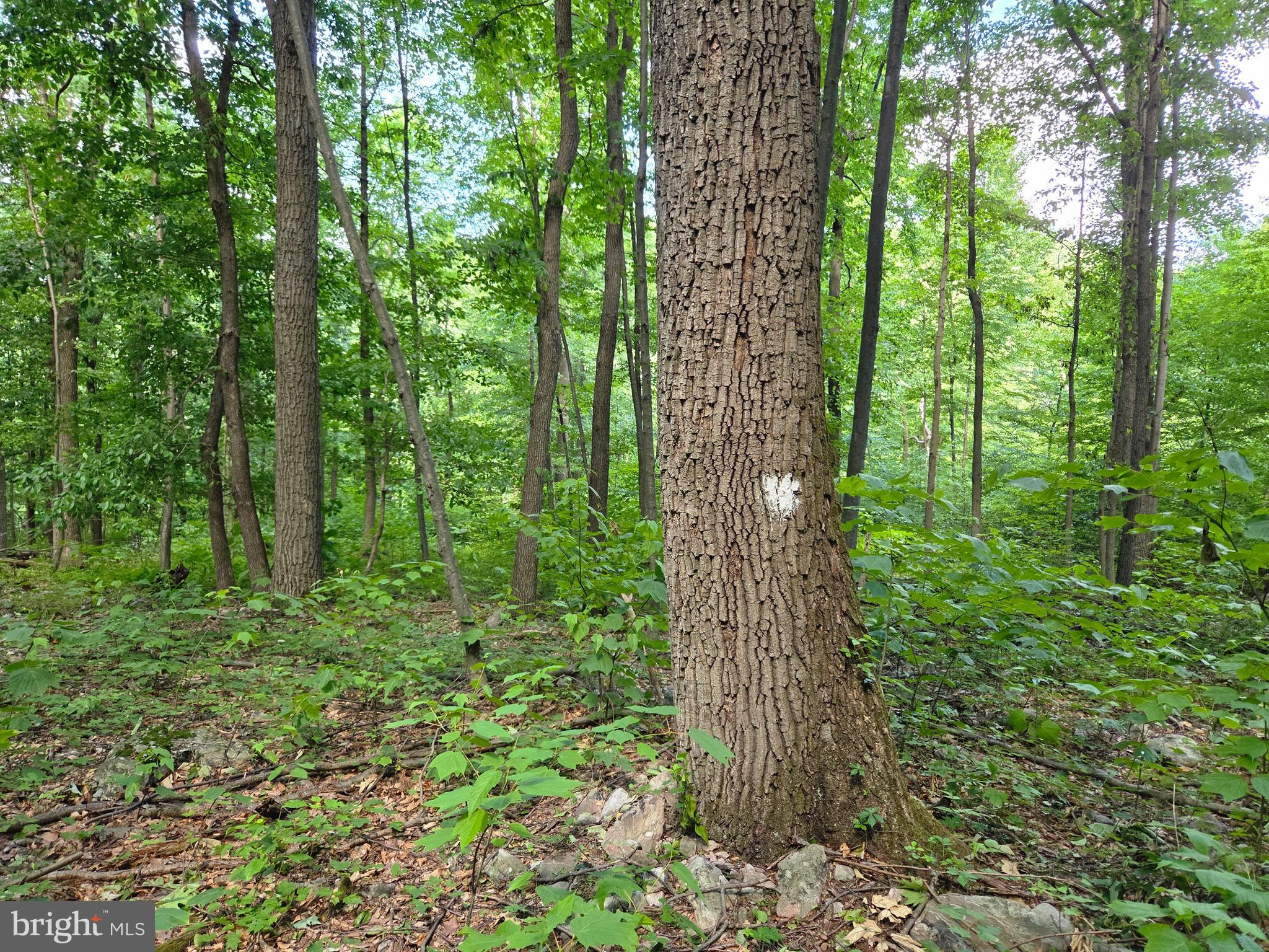 0 Carlisle Gap Road Lewistown, PA 17044 - Photo 27 of 53
