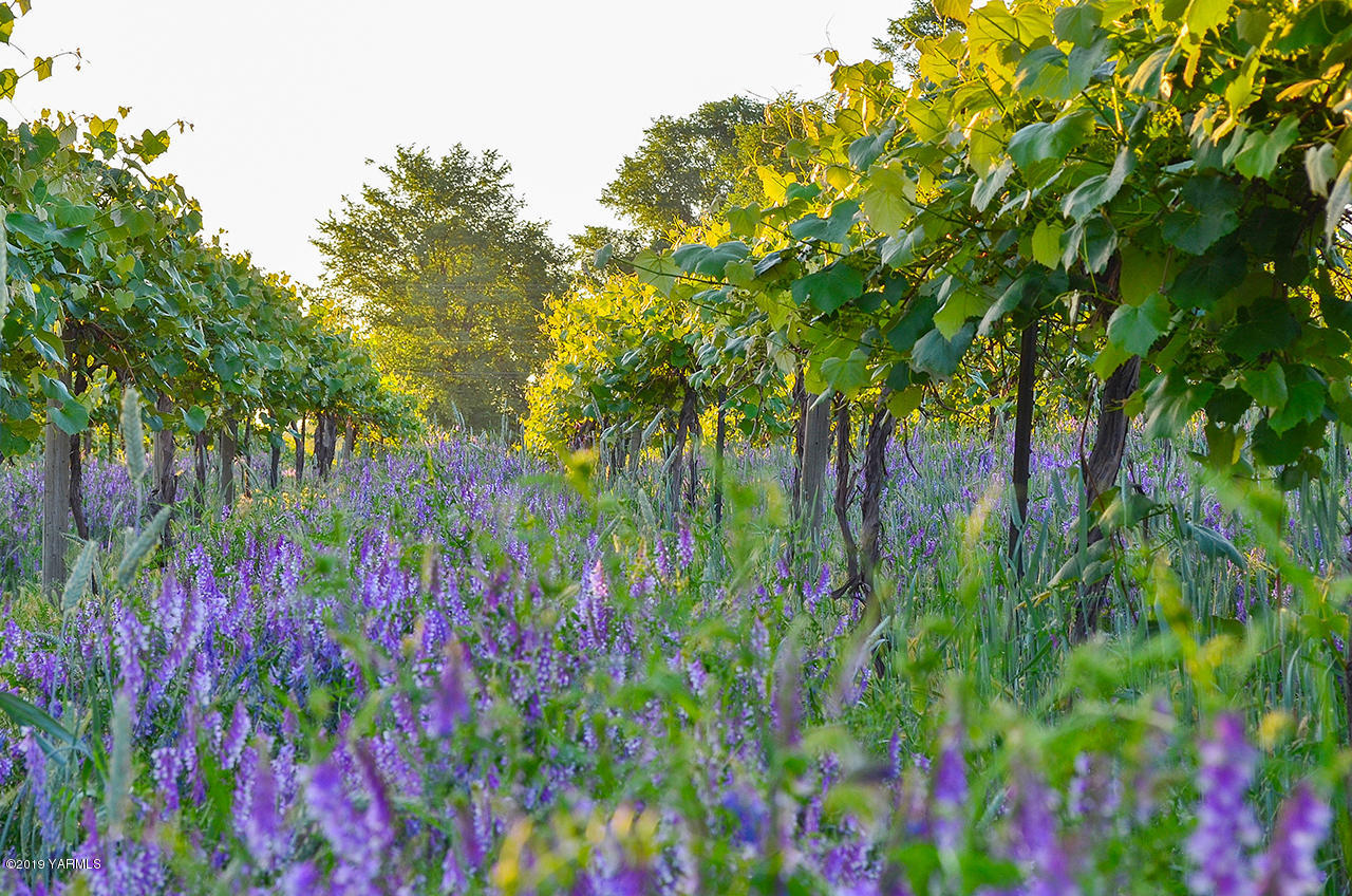 Nna Lester Road Sunnyside, WA 98944 - Photo 6 of 6 a picture of flowers