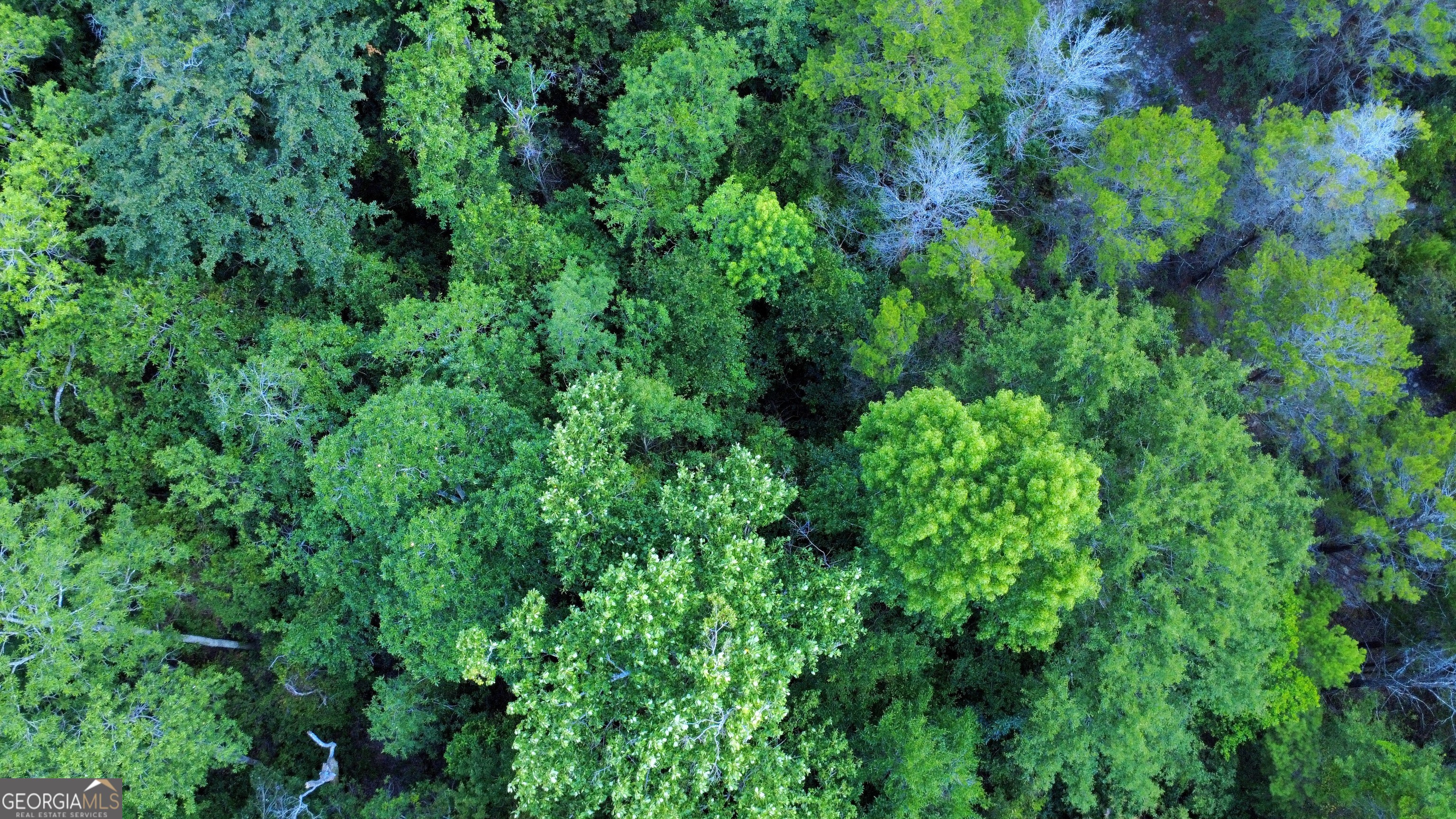 3 Horne Road Roberta, GA 31078 - Photo 4 of 9