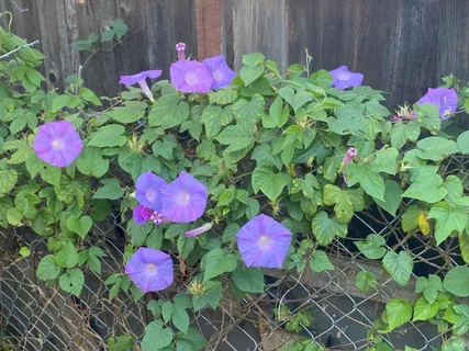 $469,900 | 706 Anderson Way, Rio Vista, CA 94571