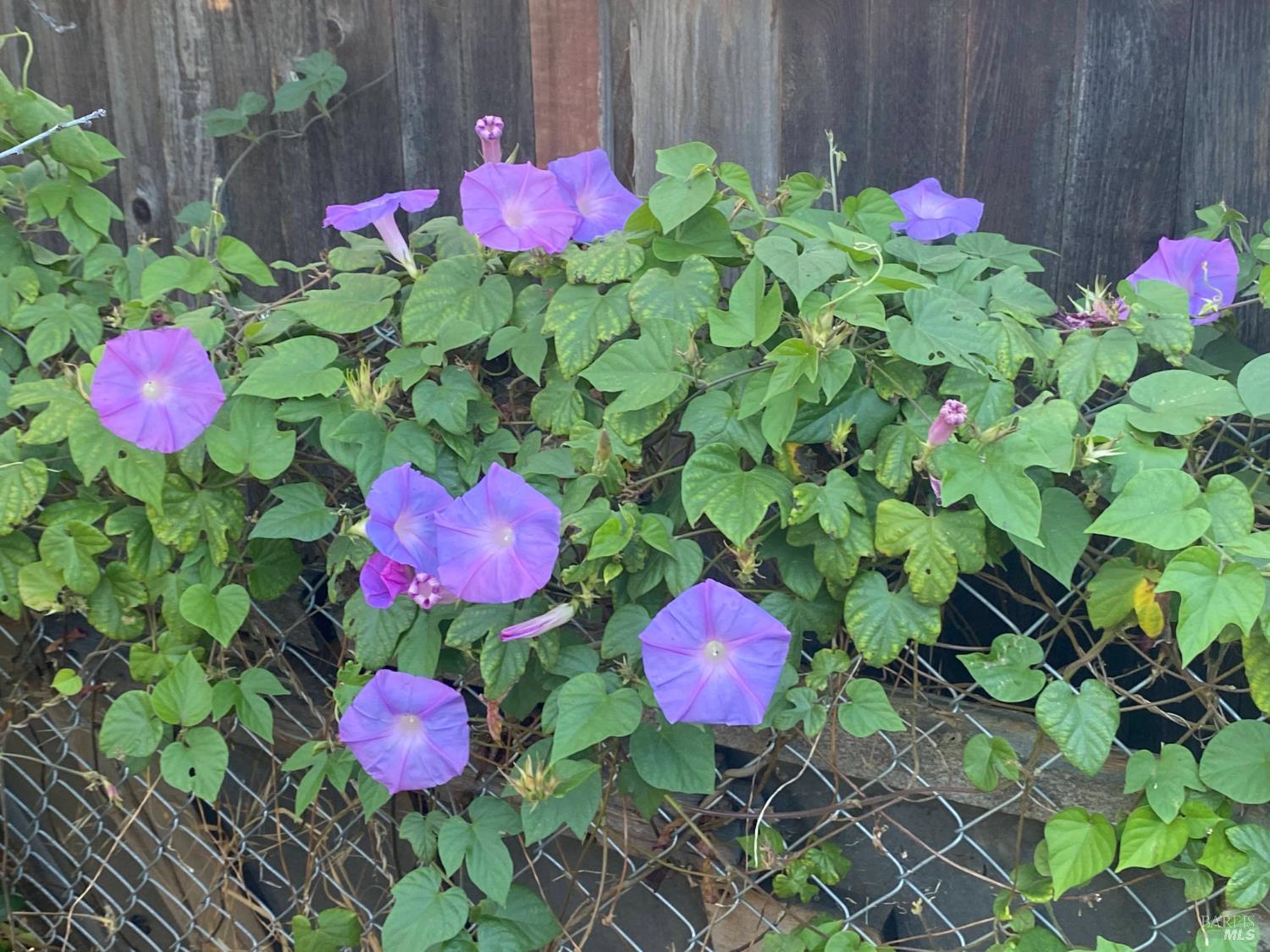 706 Anderson Way Rio Vista, CA 94571 - Photo 13 of 13 a view of a flower