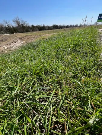 a view of a green field