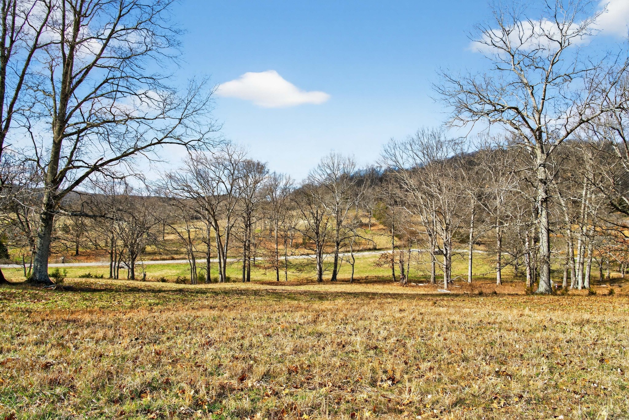 8 Collier Lane Gallatin, TN 37066 - Photo 35 of 35 a view of road with large trees