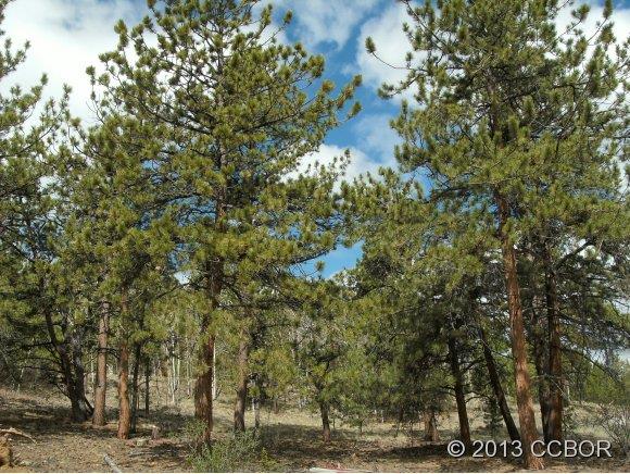 2555 Wagon Wheel Road Hartsel, CO 80449 - Photo 1 of 14 Gallery Image 1