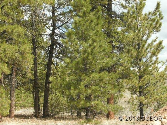 2555 Wagon Wheel Road Hartsel, CO 80449 - Photo 11 of 14 Gallery Image 11