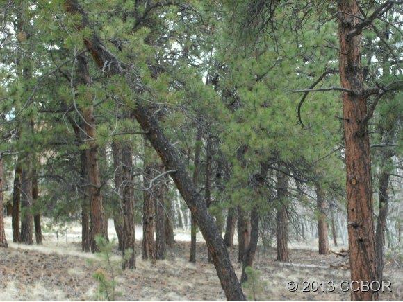 2555 Wagon Wheel Road Hartsel, CO 80449 - Photo 5 of 14 Gallery Image 5