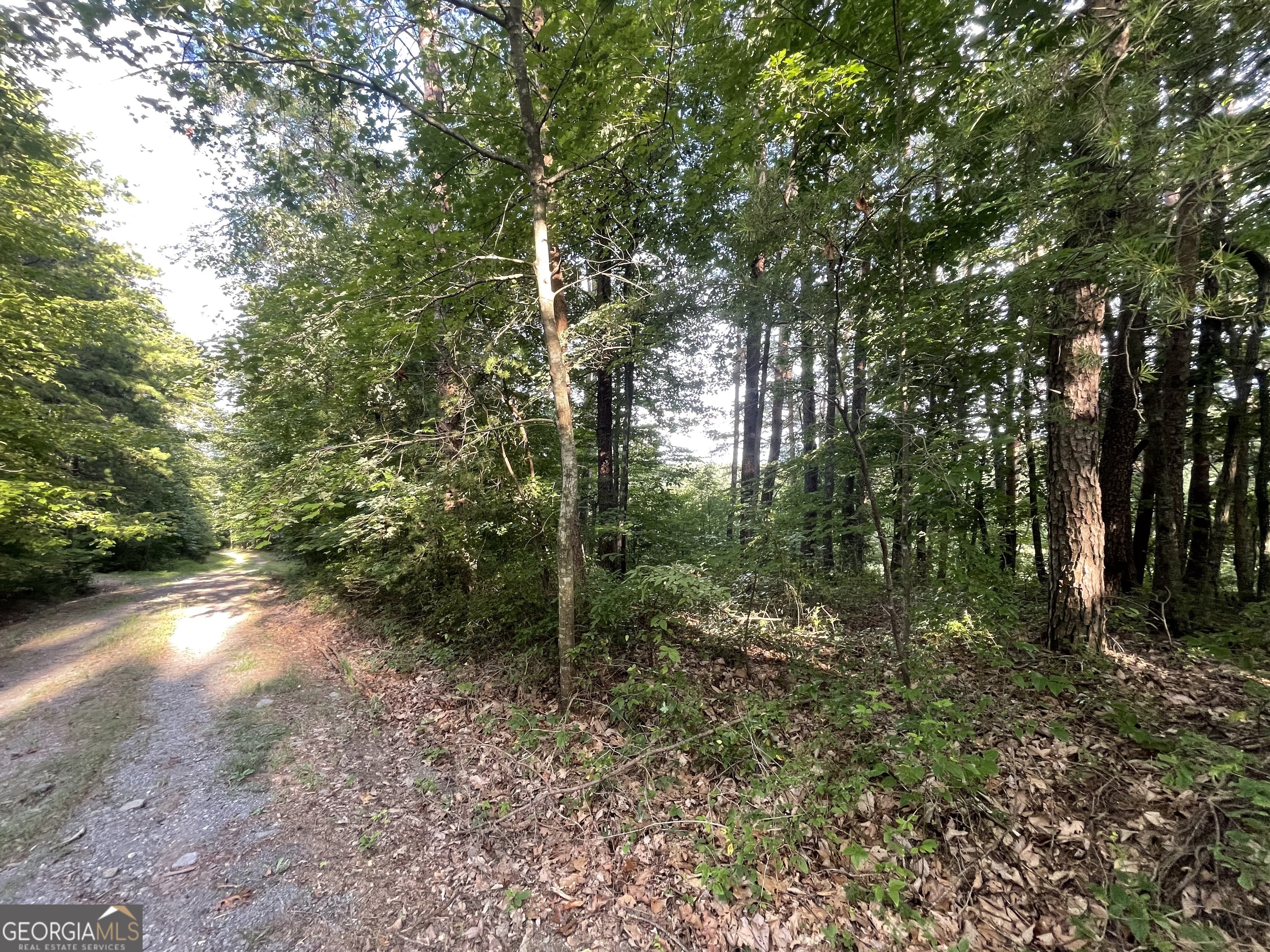 a view of a forest with trees in the background