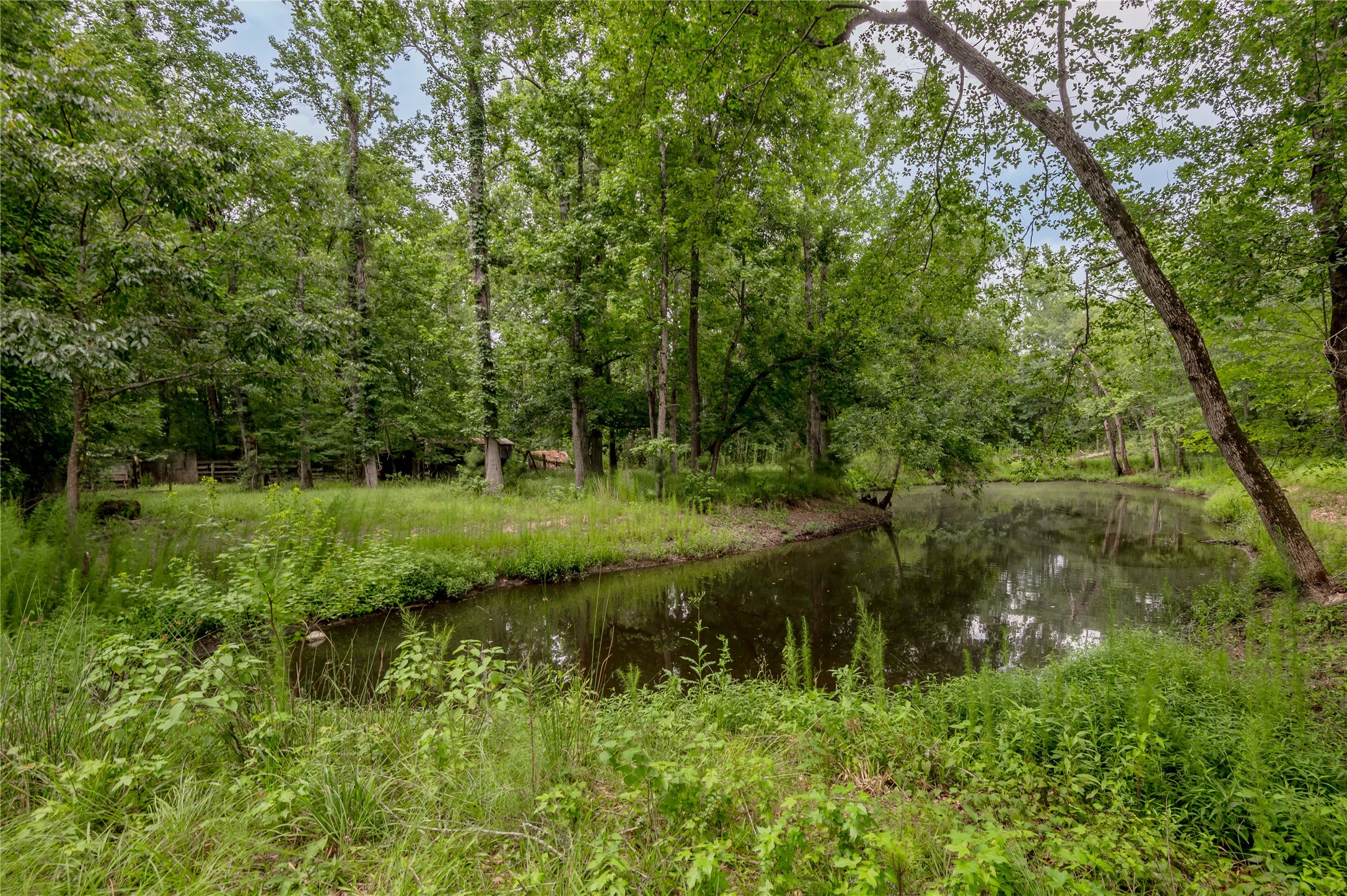 438 Cody Road Trinity, TX 75862 - Photo 12 of 50 Property features a lush, wooded landscape with a tranquil pond, offering a peaceful, natural setting perfect for relaxation and privacy.