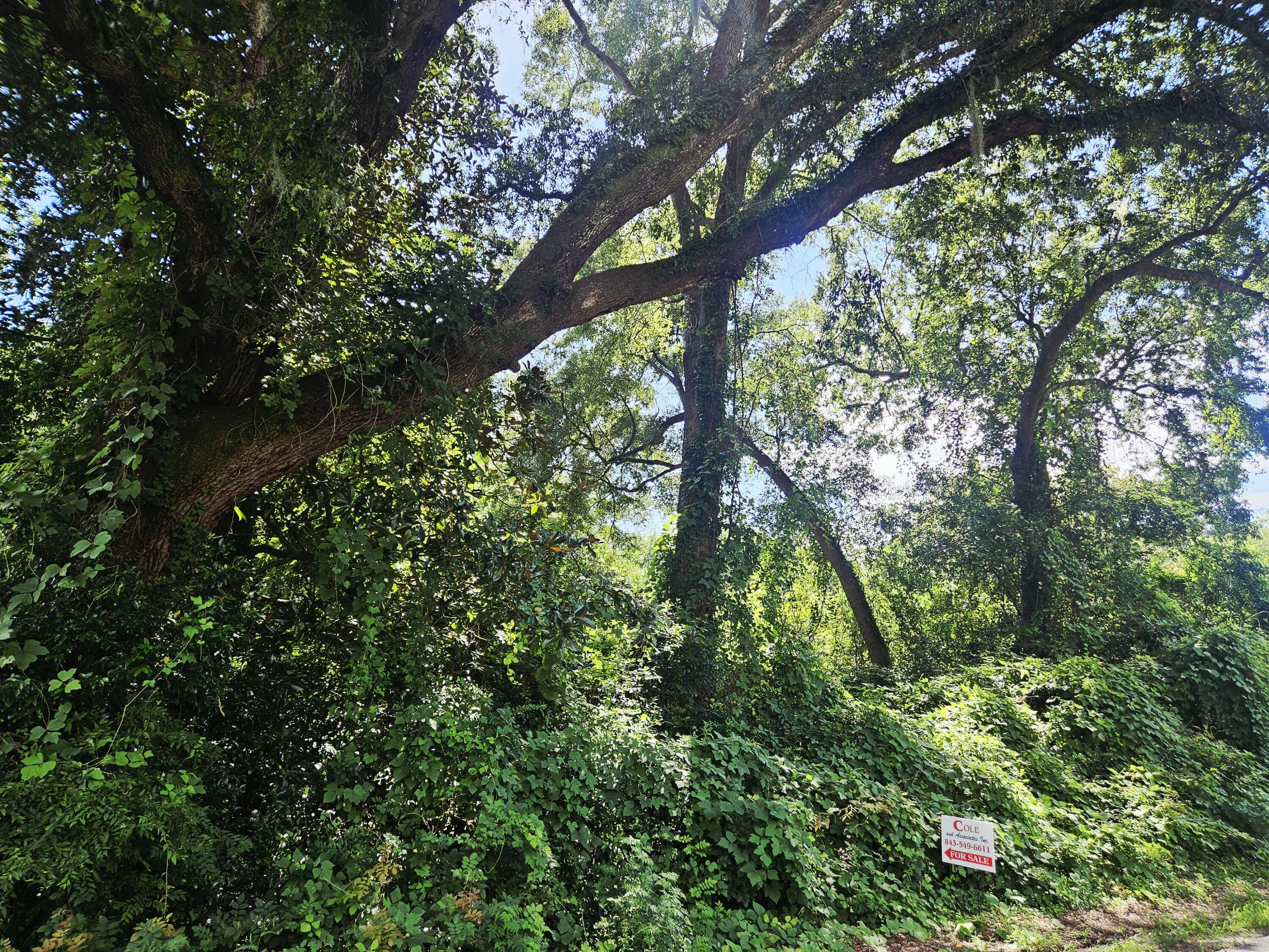 0 Chaplin Street Walterboro, SC 29488 - Photo 4 of 7 20250813_154654