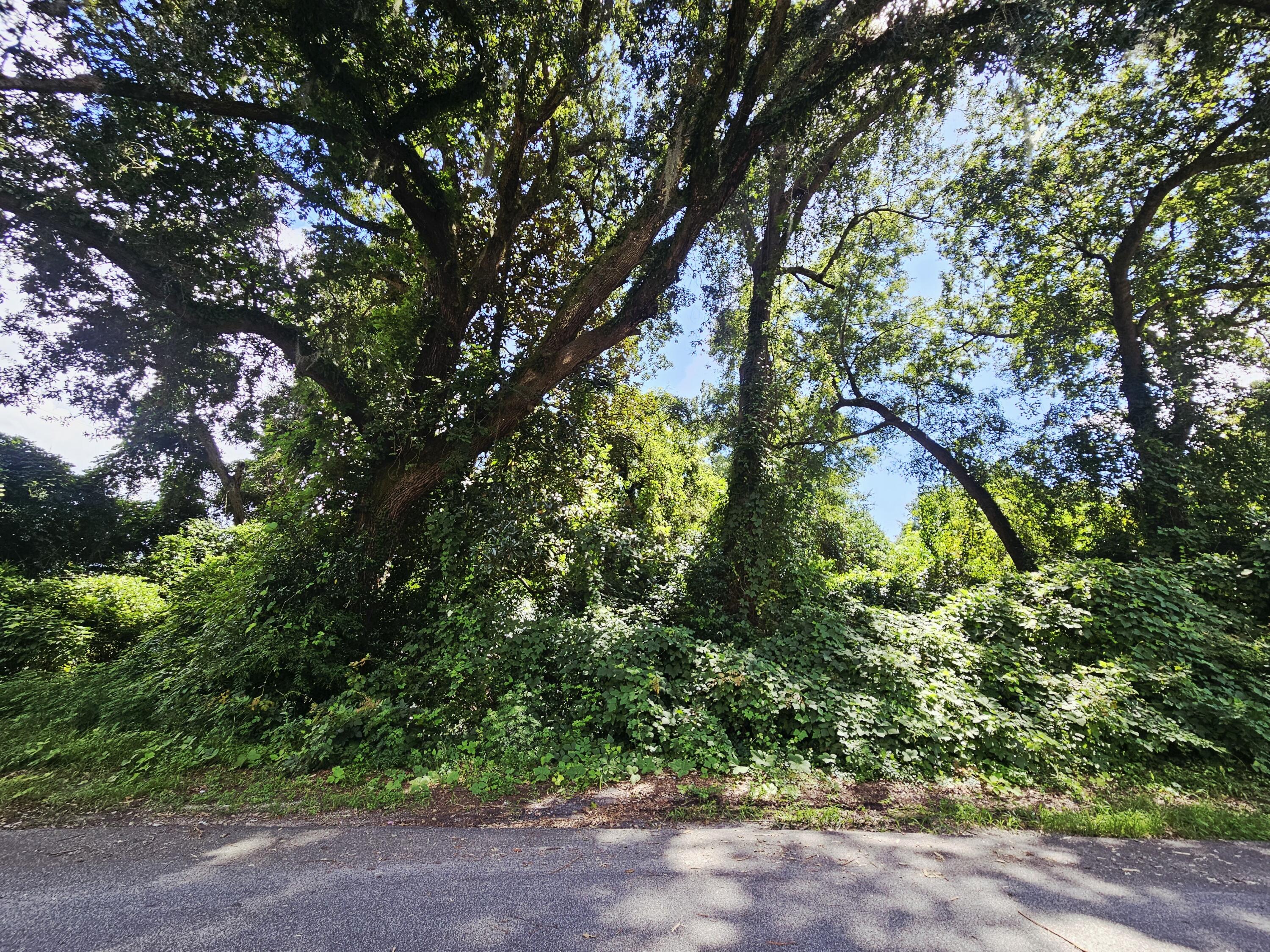 0 Chaplin Street Walterboro, SC 29488 - Photo 5 of 7 20250813_154544