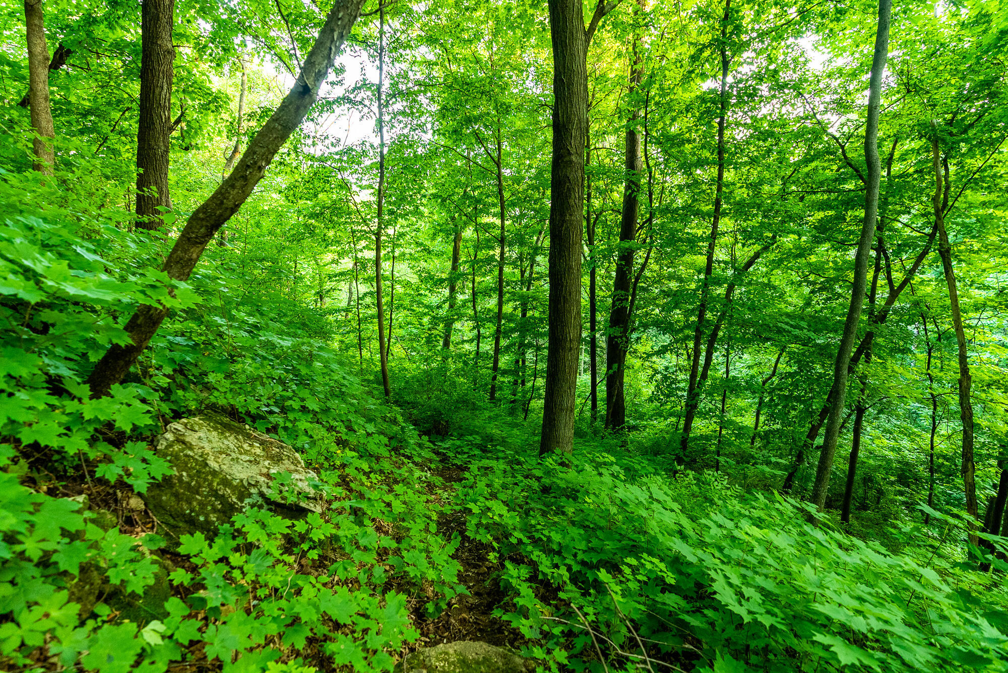 Lt0 Smyth Hollow Road Hillpoint, WI 53937 - Photo 25 of 45 Richland-County-WI-61-Acres-Land-For-Sal