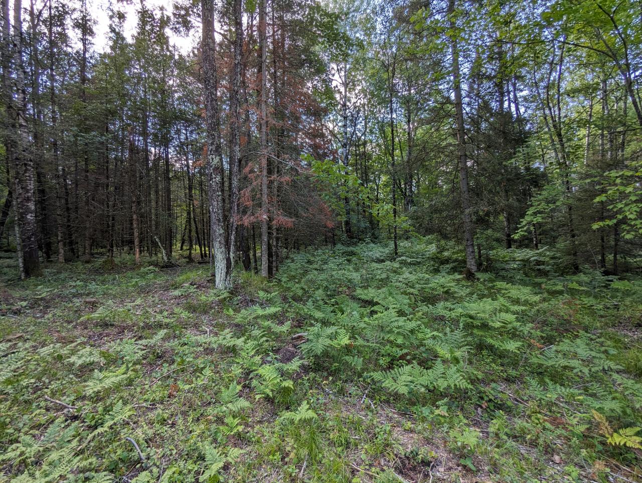 Off Off Buckatabon Rd Street, Unit 5 9 ACRES Eagle River, WI 54521 - Photo 3 of 6 Gallery Image 3