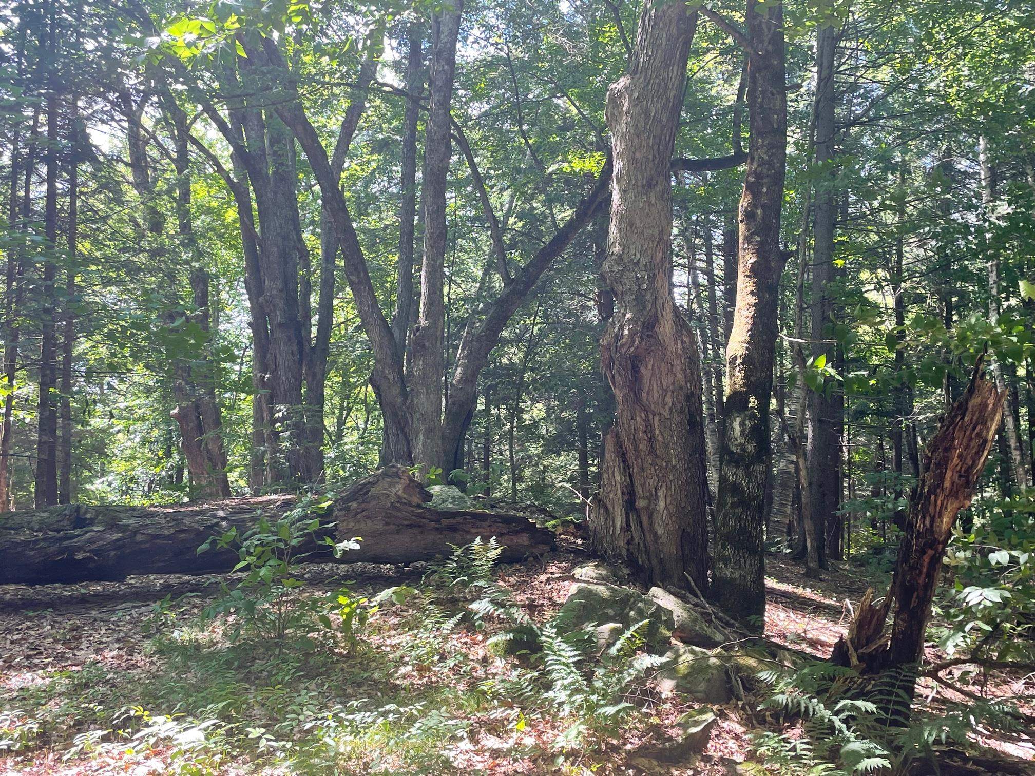 0 Mosquitoville Road Barnet, VT 05821 - Photo 4 of 10