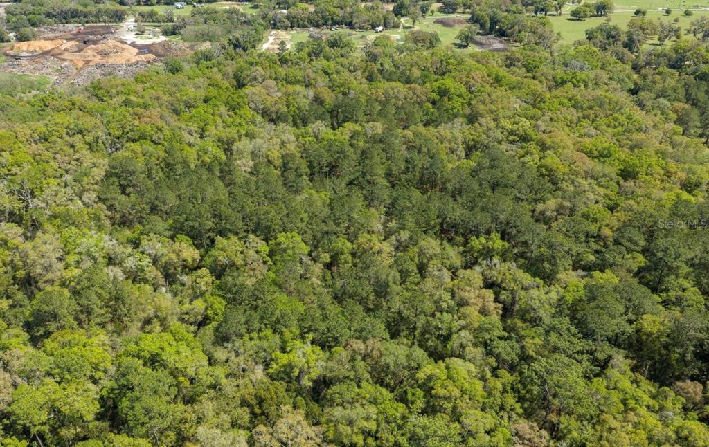 Northwest 38th Avenue Road Ocala, FL 34482 - Photo 2 of 2 a view of a big yard with plants and large trees