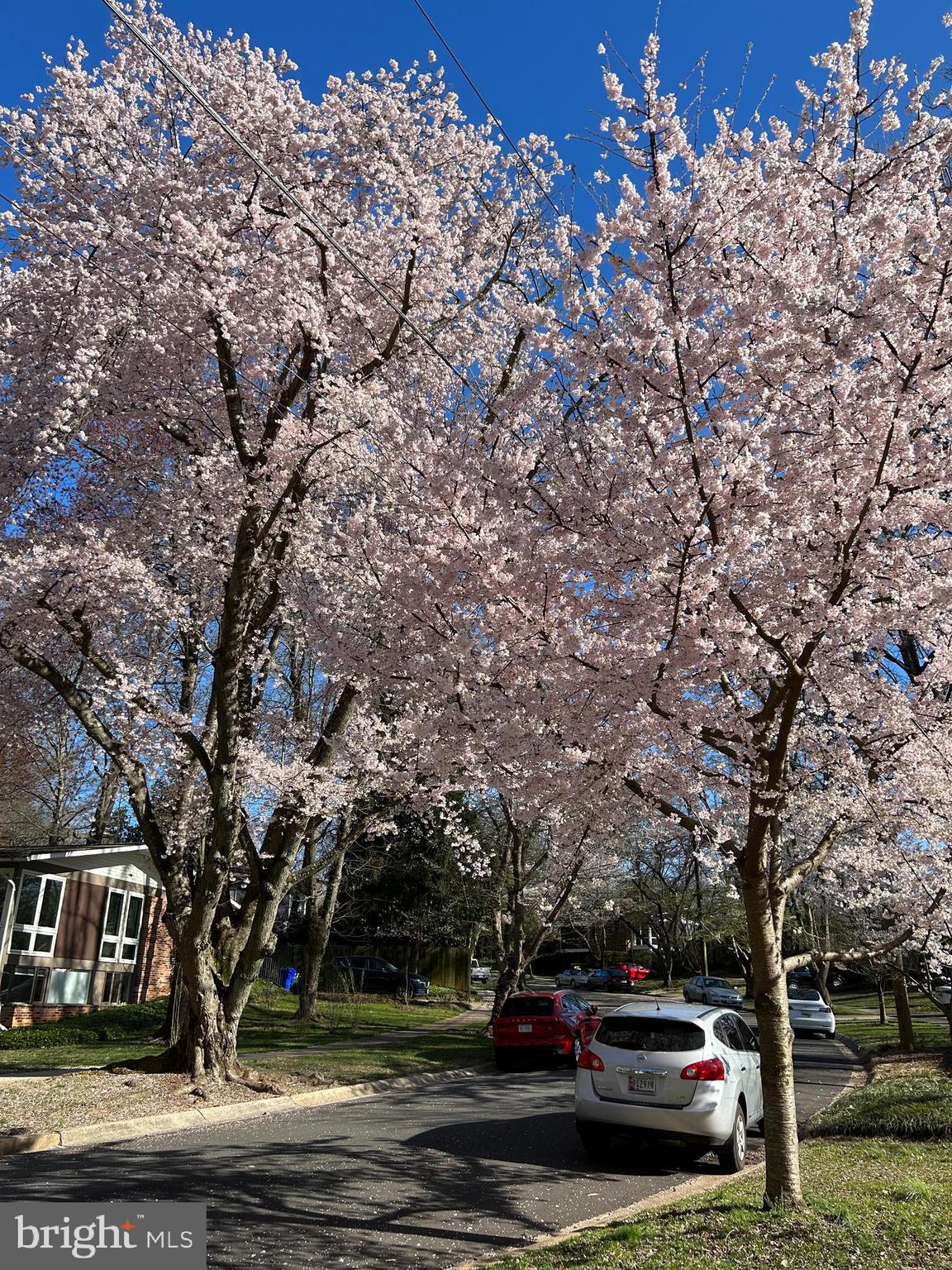 3945 Rickover Road Silver Spring, MD 20902 - Photo 36 of 43 Full bloom in March