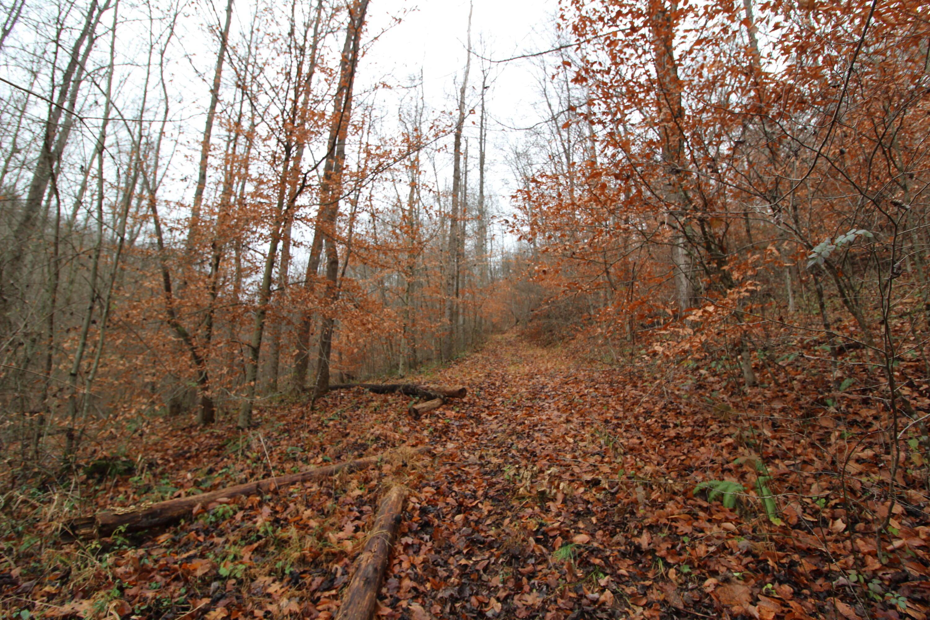 0 Wilson Run Road New Matamoras, OH 45767 - Photo 8 of 34 IMG_3552