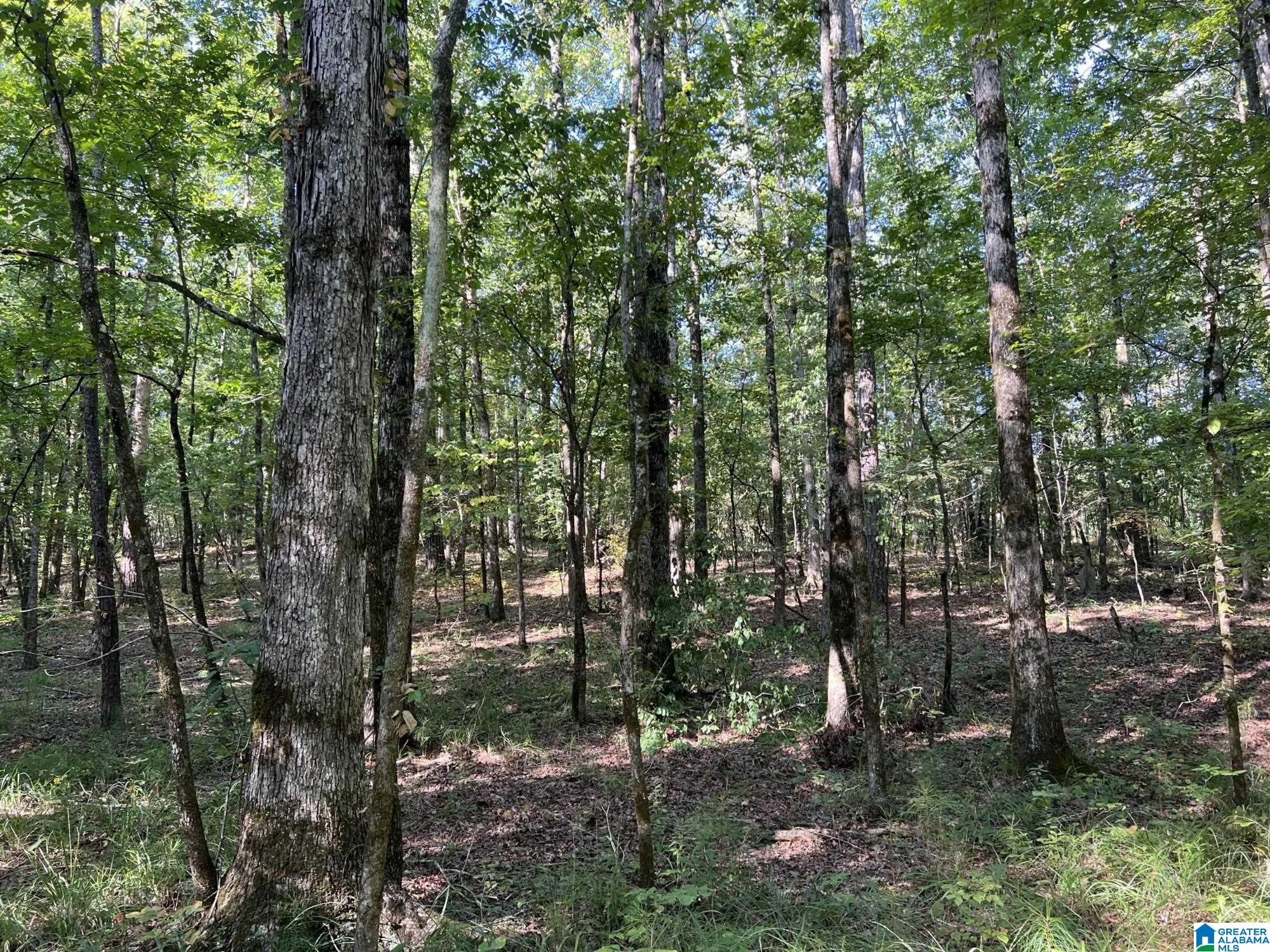 0 County Road 95 Montevallo, AL 35115 - Photo 4 of 10