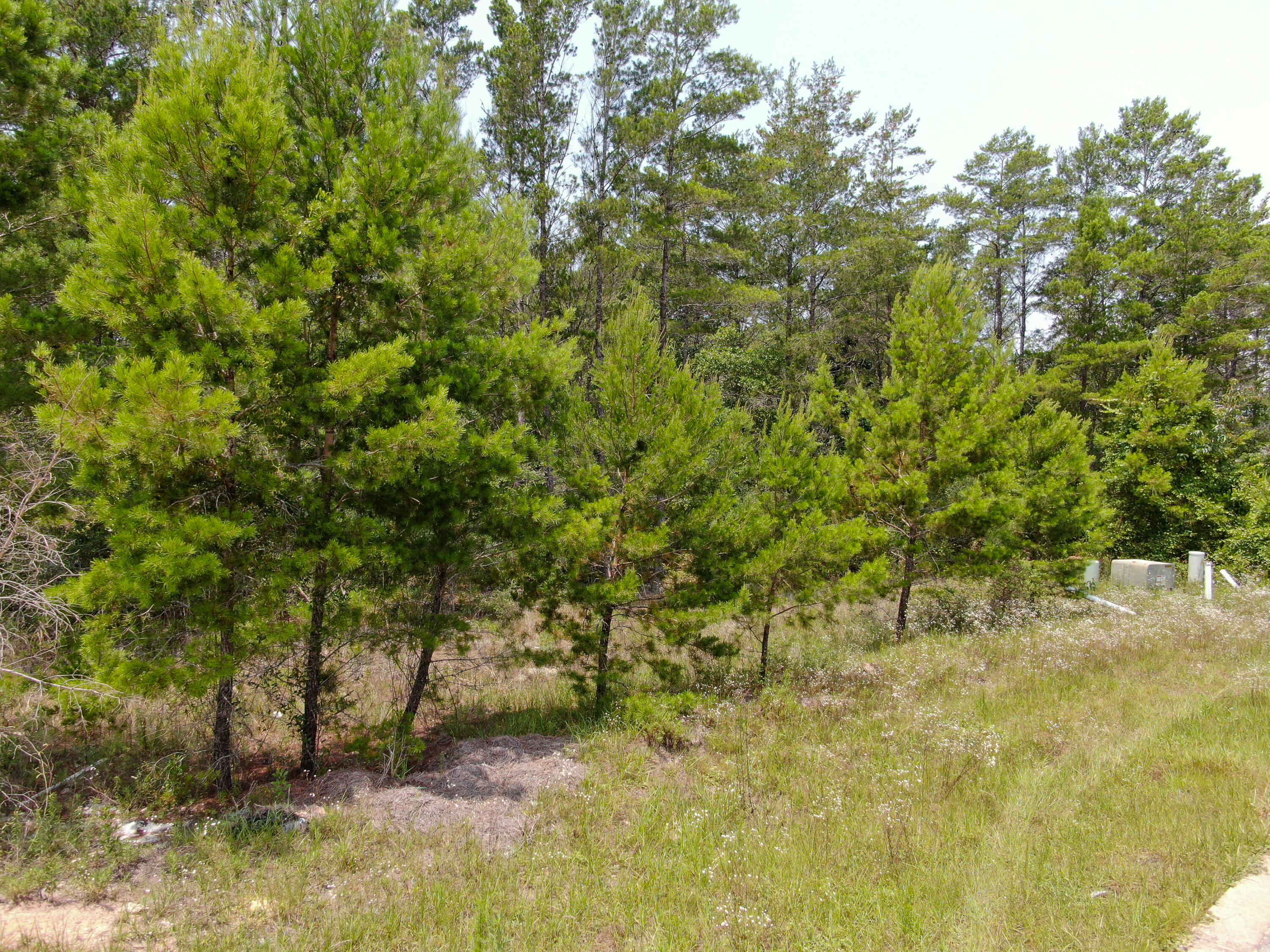 Lot 24 Perimeter Place Freeport, FL 32439 - Photo 4 of 7 a view of a yard with trees