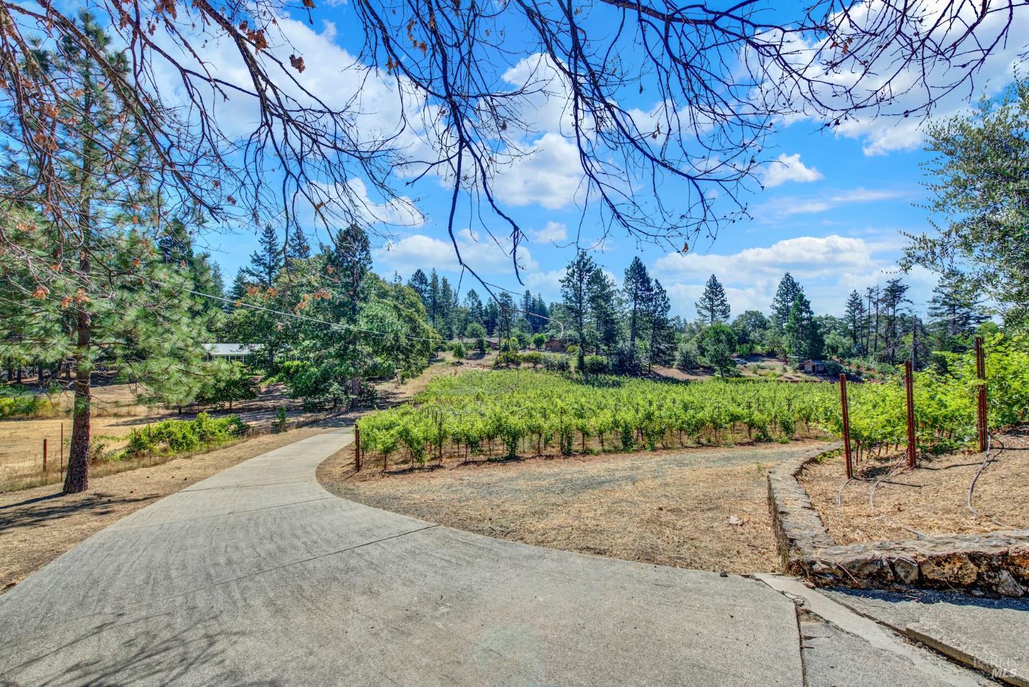 875 White Cottage Road North Angwin, CA 94508 - Photo 11 of 93