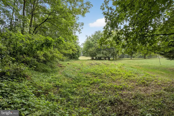 a view of a lush green space