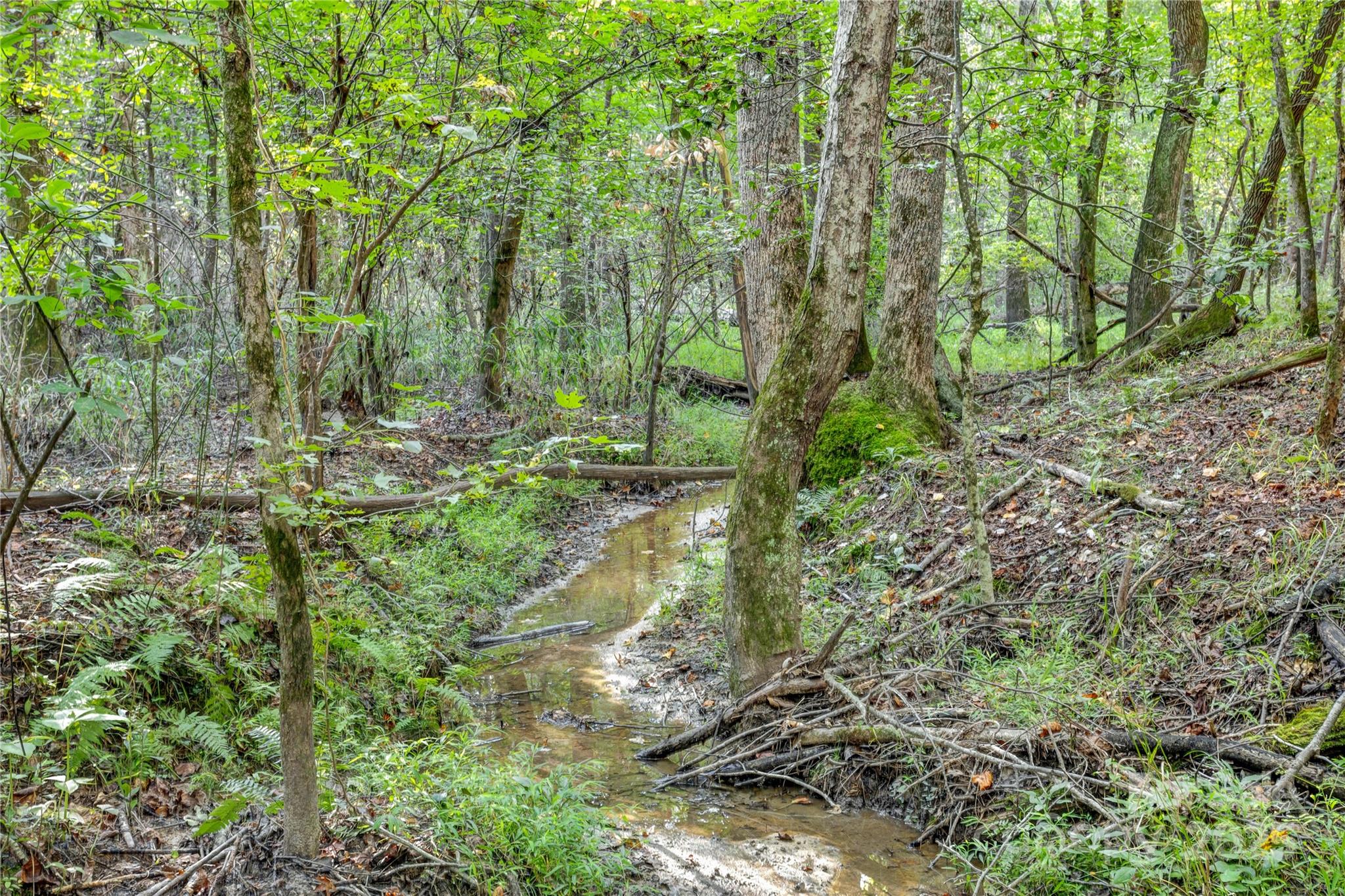 a view of a lush green forest