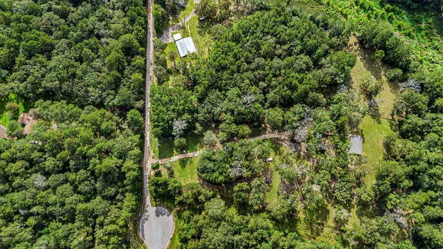 view of a lush green forest