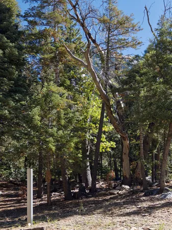 a view of a house with a tree
