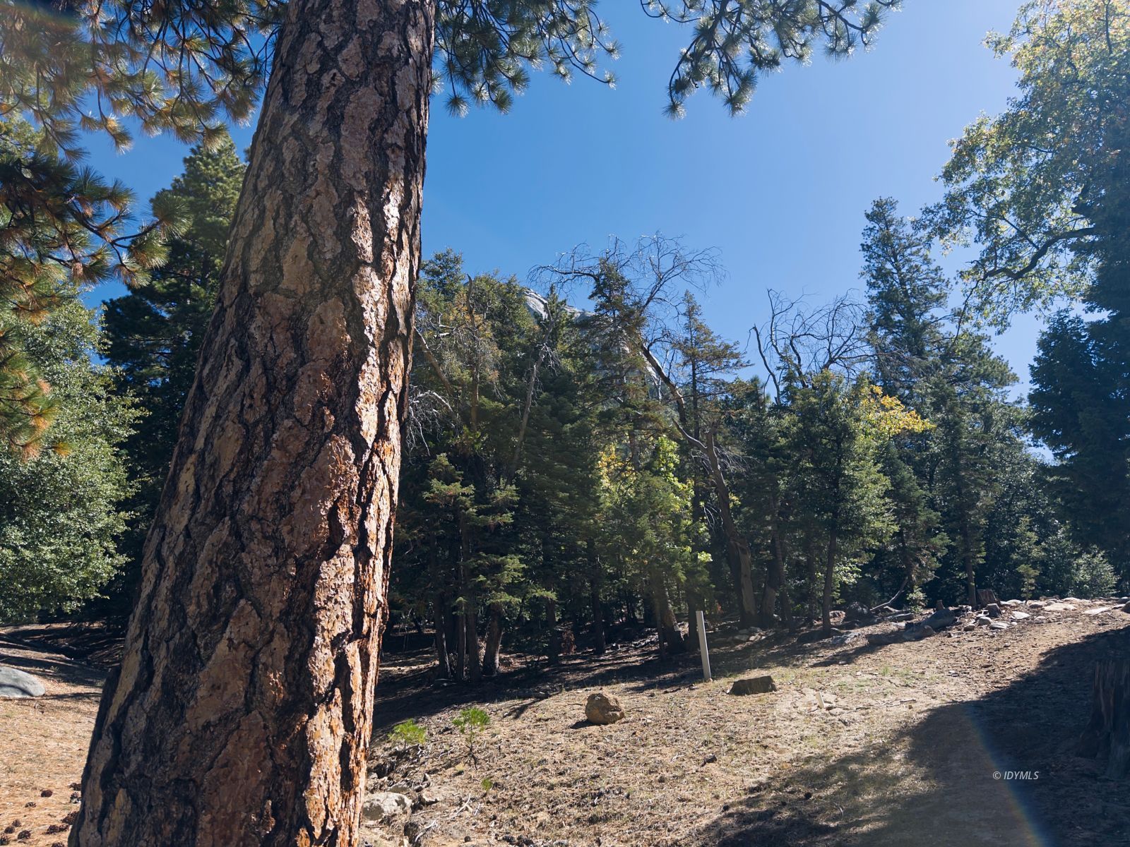 Forest Drive Idyllwild, CA 92549 - Photo 2 of 9 a view of an outdoor space