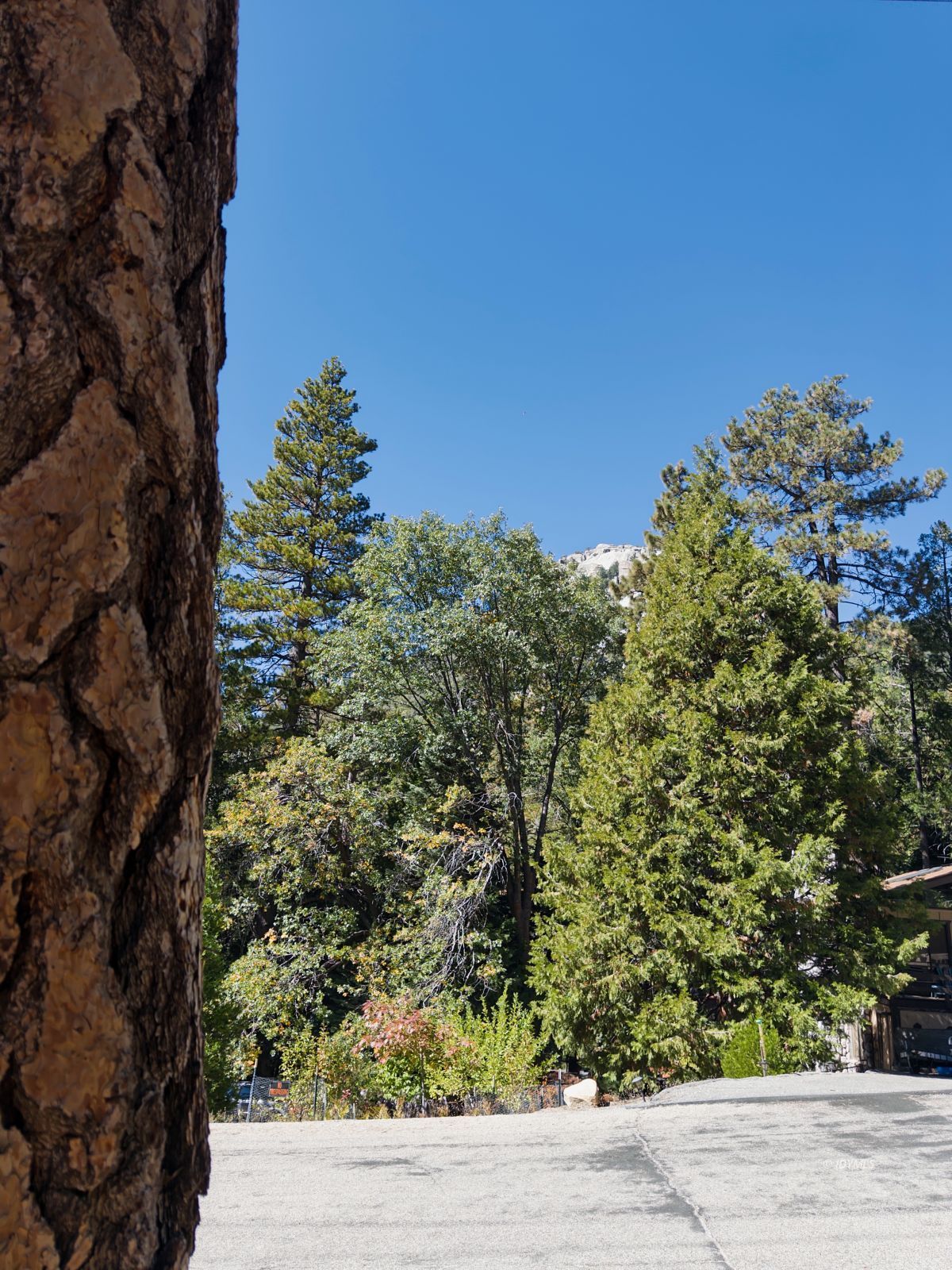 Forest Drive Idyllwild, CA 92549 - Photo 3 of 9 a backyard of a house with lots of green space