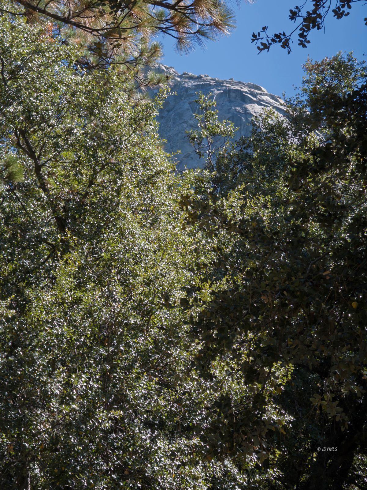 Forest Drive Idyllwild, CA 92549 - Photo 4 of 9 a view of a houses