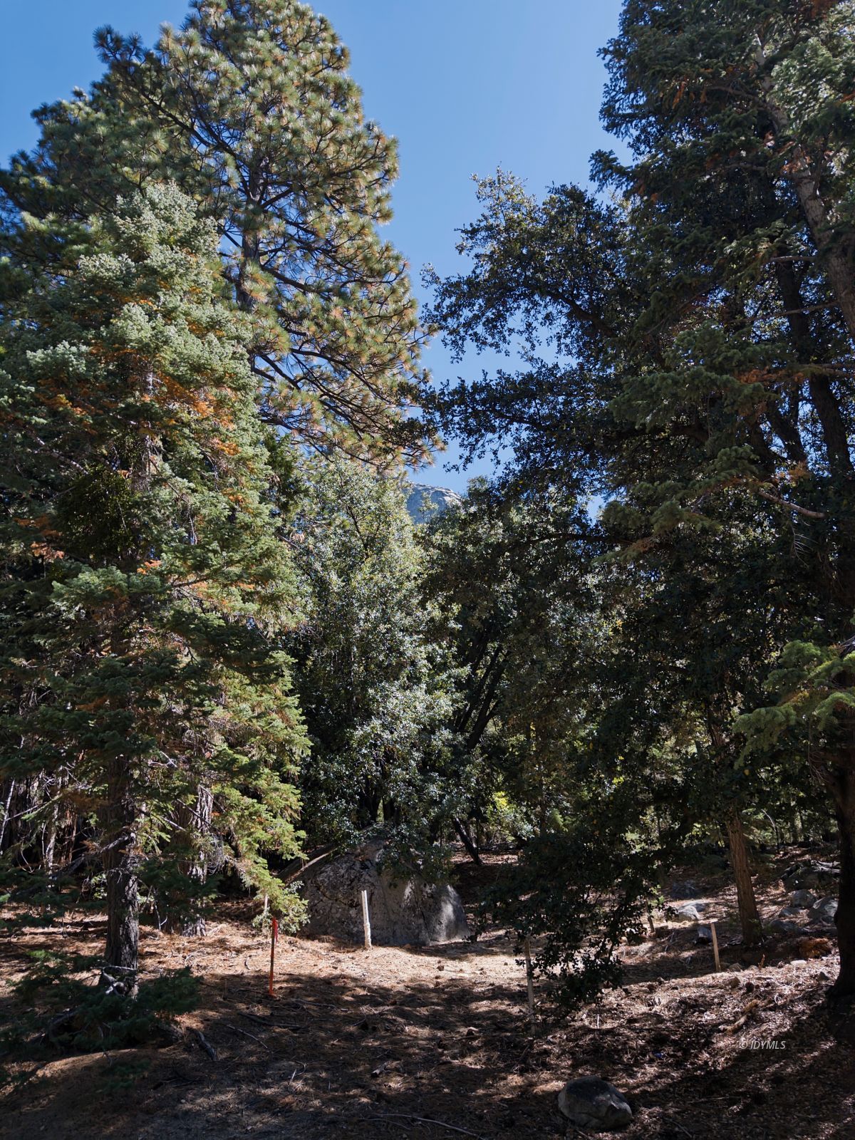 Forest Drive Idyllwild, CA 92549 - Photo 5 of 9 a view of a tree in a yard