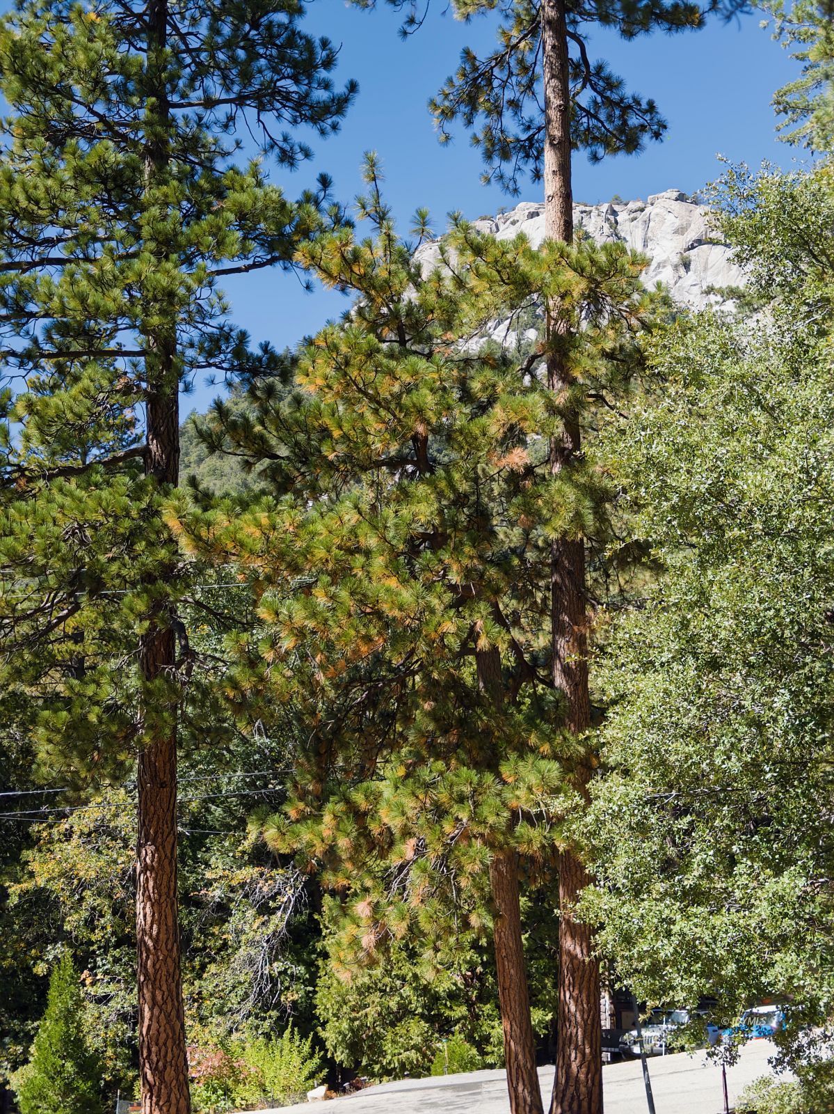 Forest Drive Idyllwild, CA 92549 - Photo 6 of 7 Untitled