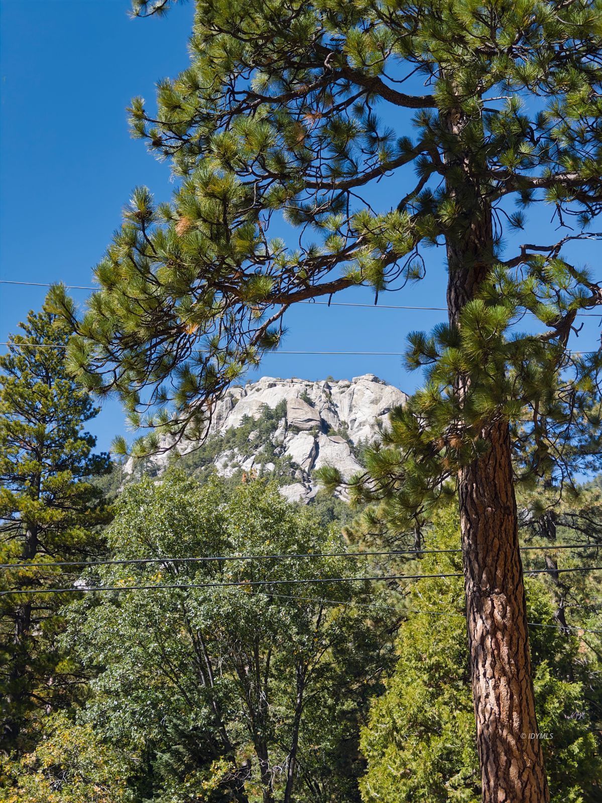 Forest Drive Idyllwild, CA 92549 - Photo 8 of 9 a view of a tree