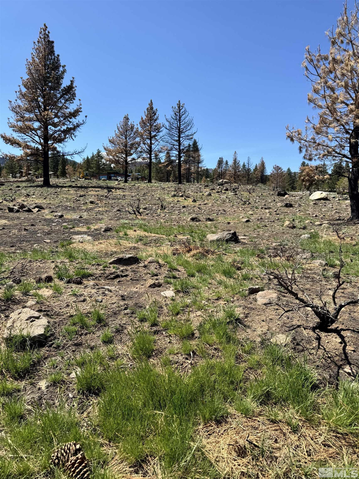 600 Sand Cherry Court Reno, NV 89511 - Photo 12 of 21 a view of a dry yard with trees