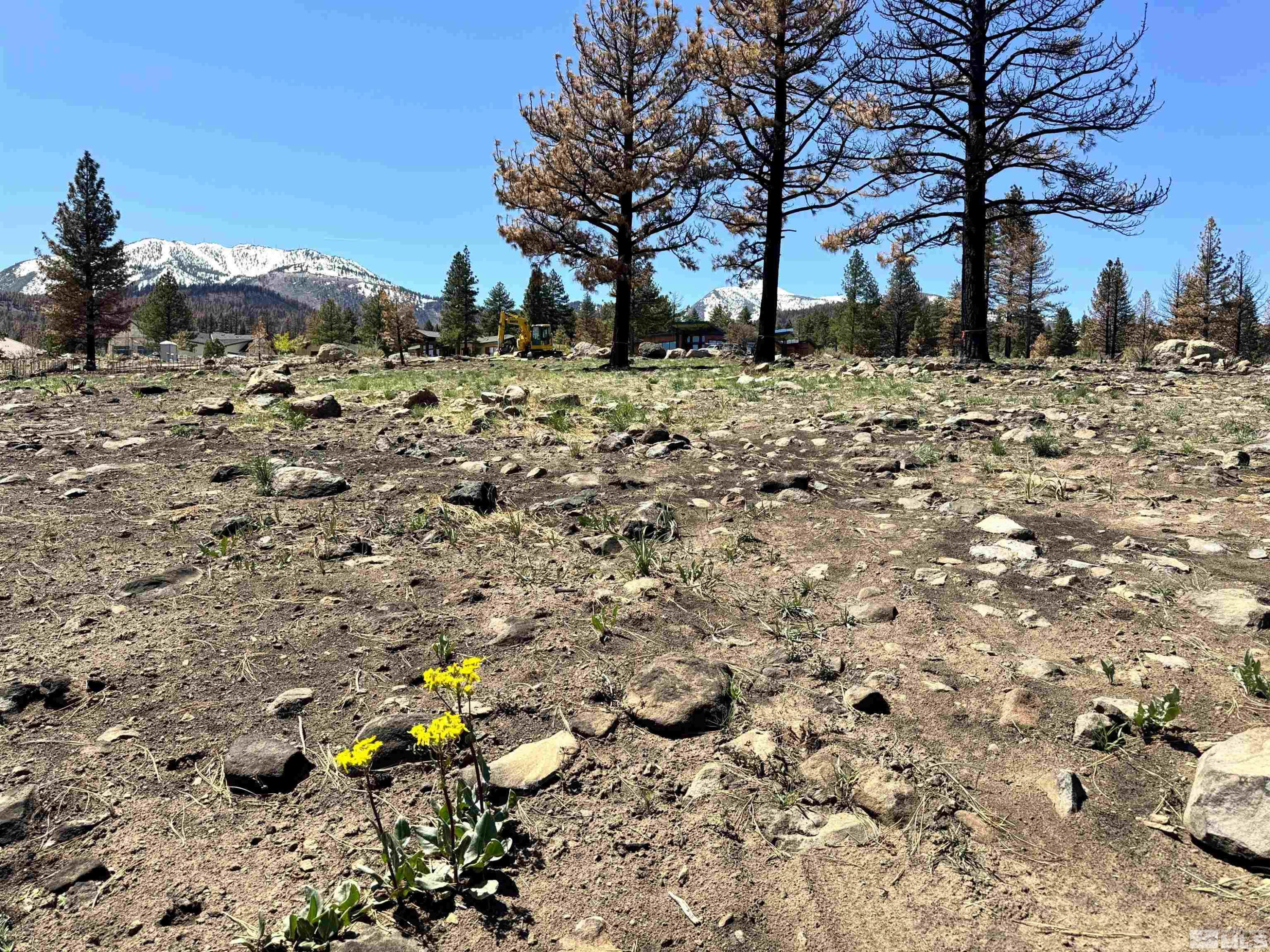 600 Sand Cherry Court Reno, NV 89511 - Photo 19 of 21 a view of a yard with a tree