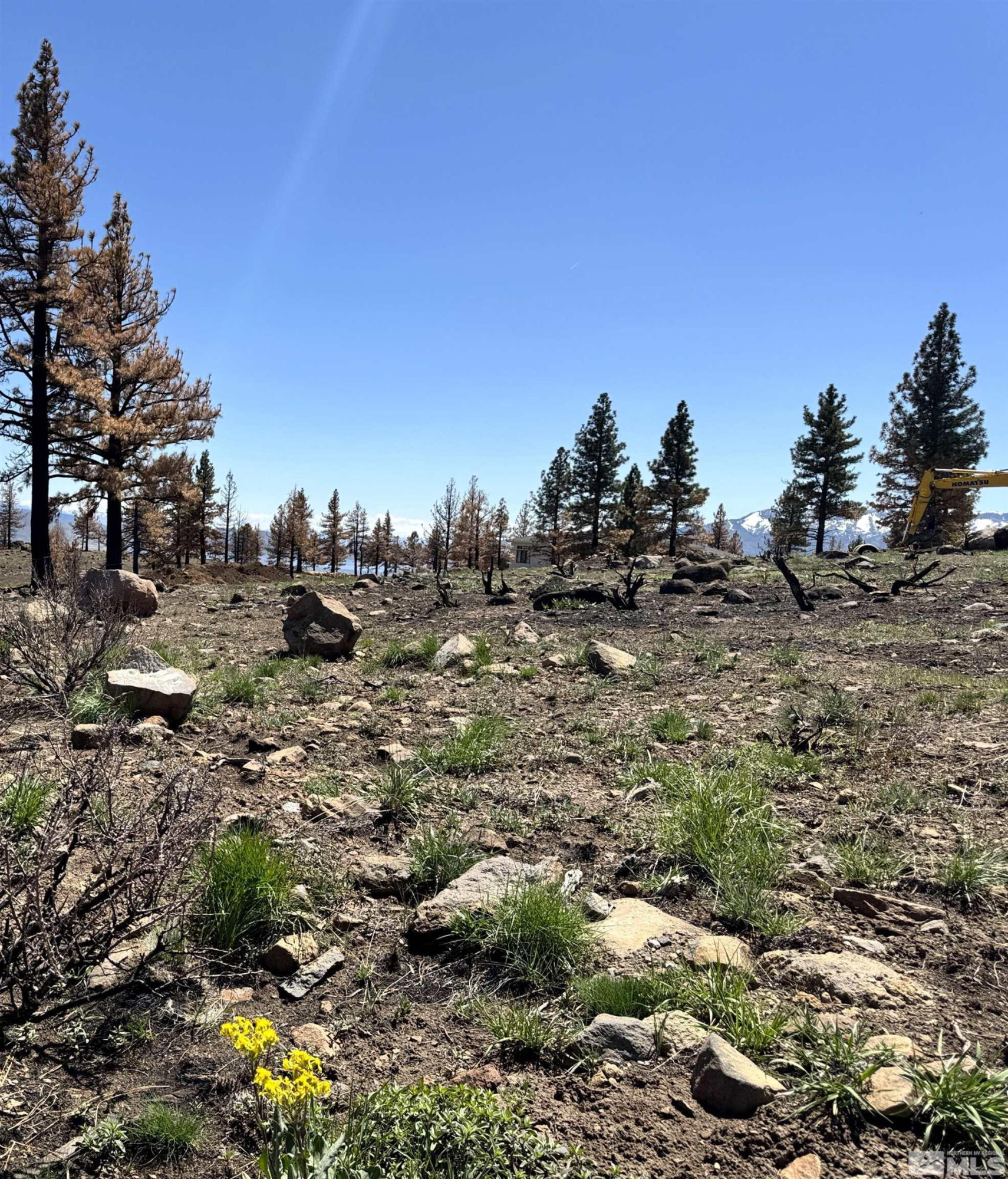 600 Sand Cherry Court Reno, NV 89511 - Photo 21 of 21 a view of a dry yard with lots of trees