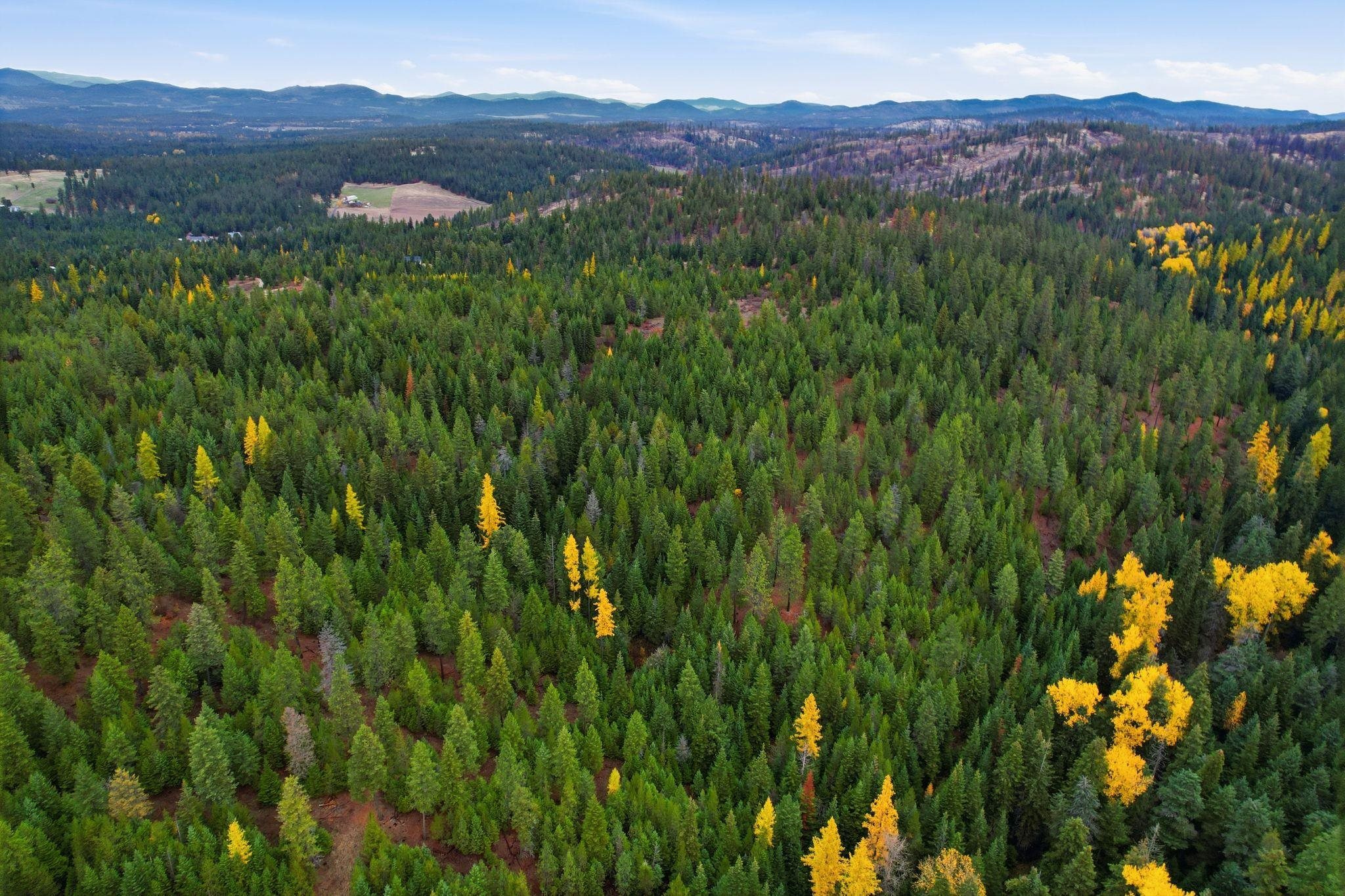 48094.9045 Unknown Road Chattaroy, WA 99003 - Photo 3 of 11