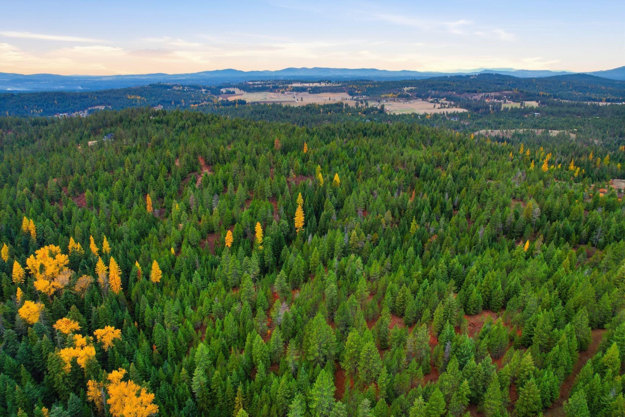 48094.9045 Unknown Road Chattaroy, WA 99003 - Photo 4 of 11