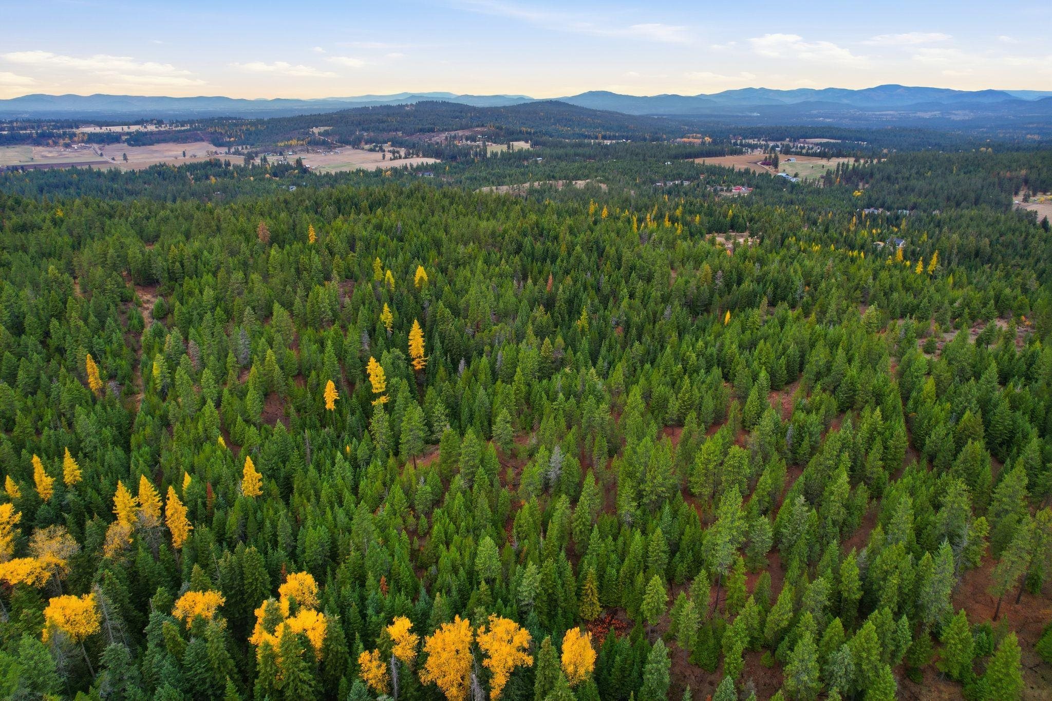 48094.9045 Unknown Road Chattaroy, WA 99003 - Photo 5 of 11