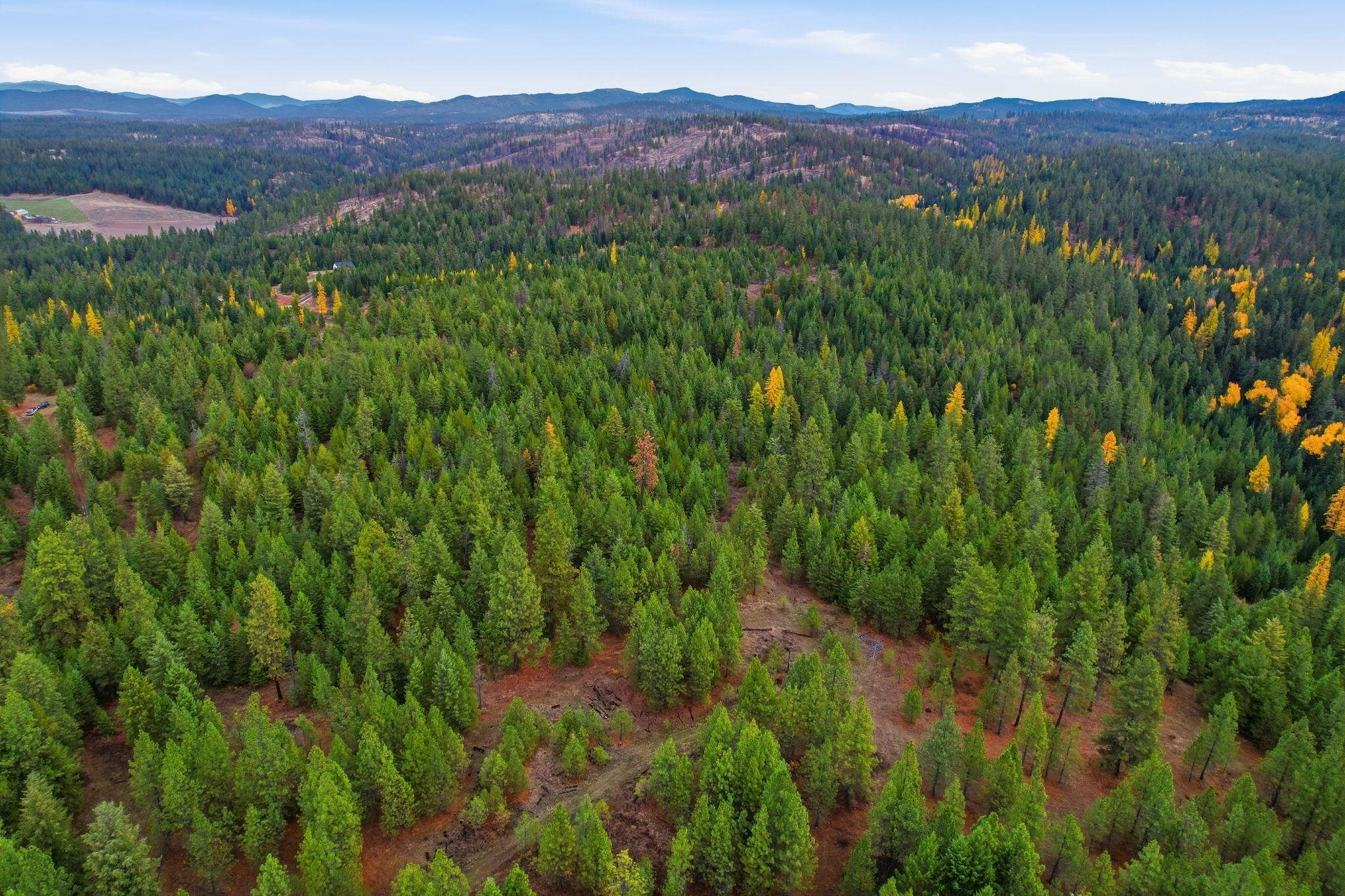 48094.9045 Unknown Road Chattaroy, WA 99003 - Photo 8 of 11