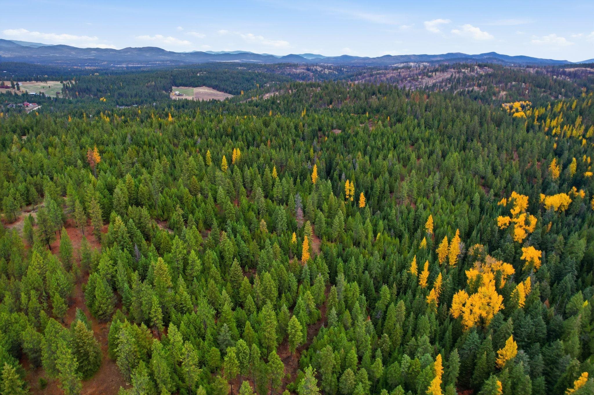 48094.9045 Unknown Road Chattaroy, WA 99003 - Photo 9 of 11