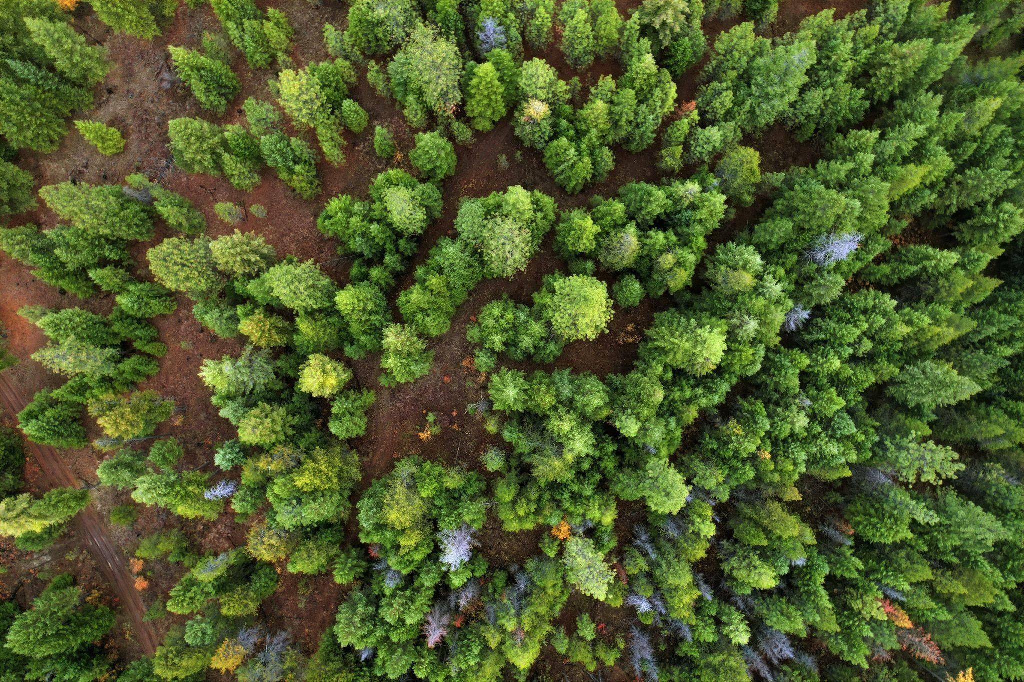 48094.9045 Unknown Road Chattaroy, WA 99003 - Photo 10 of 11