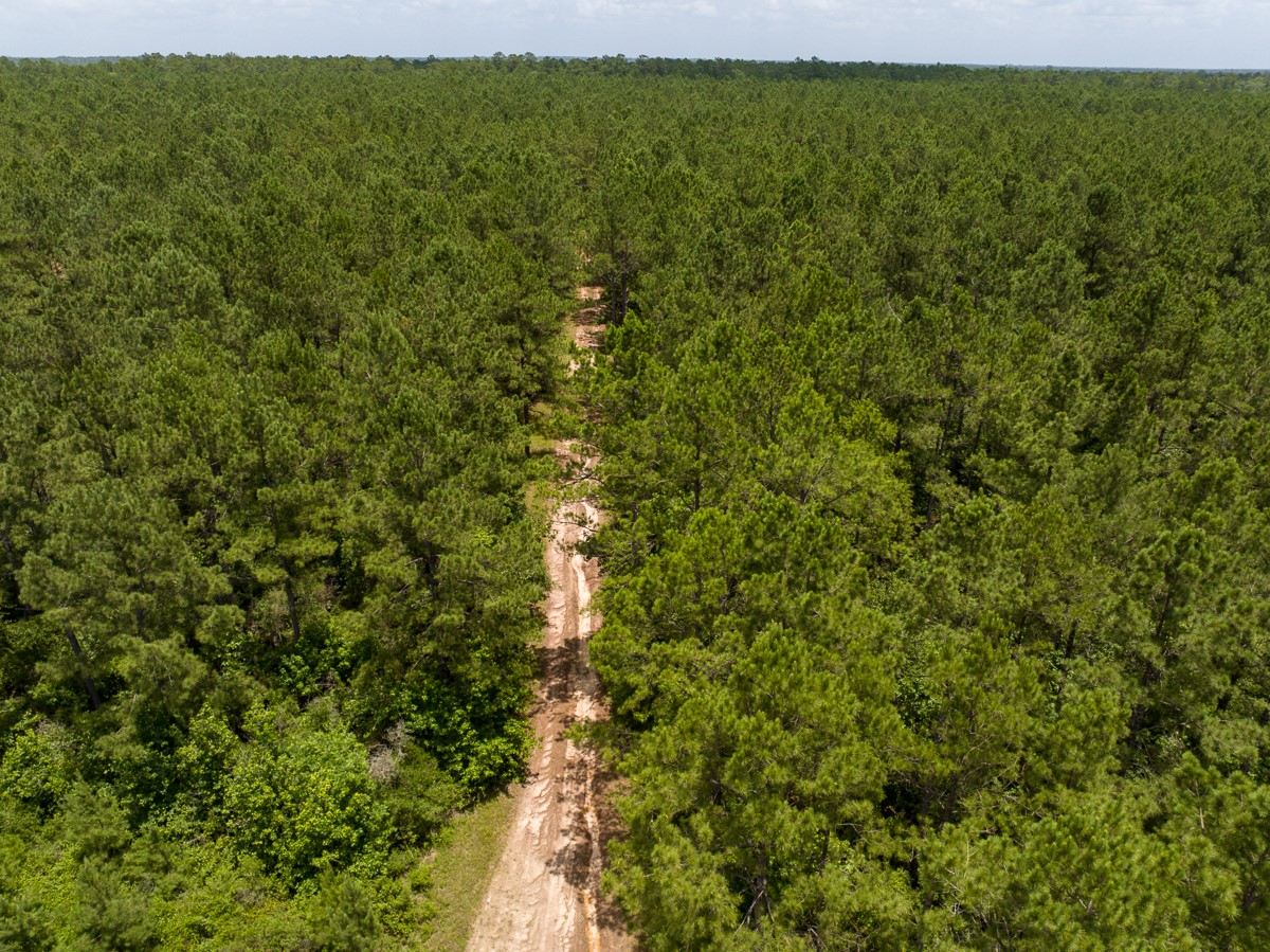 8 Benny Griffin Road Livingston, TX 77351 - Photo 11 of 44 a view of a green field with lots of bushes