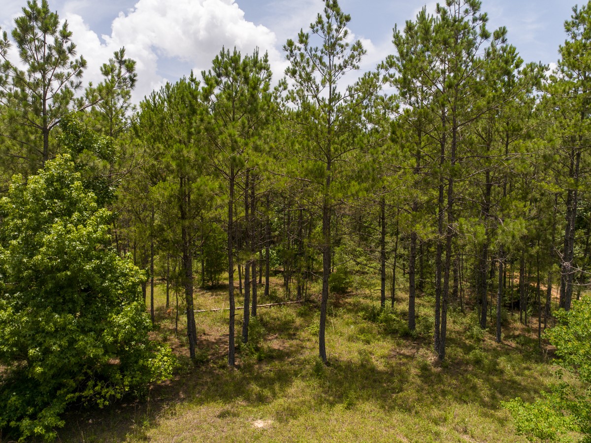 8 Benny Griffin Road Livingston, TX 77351 - Photo 13 of 44