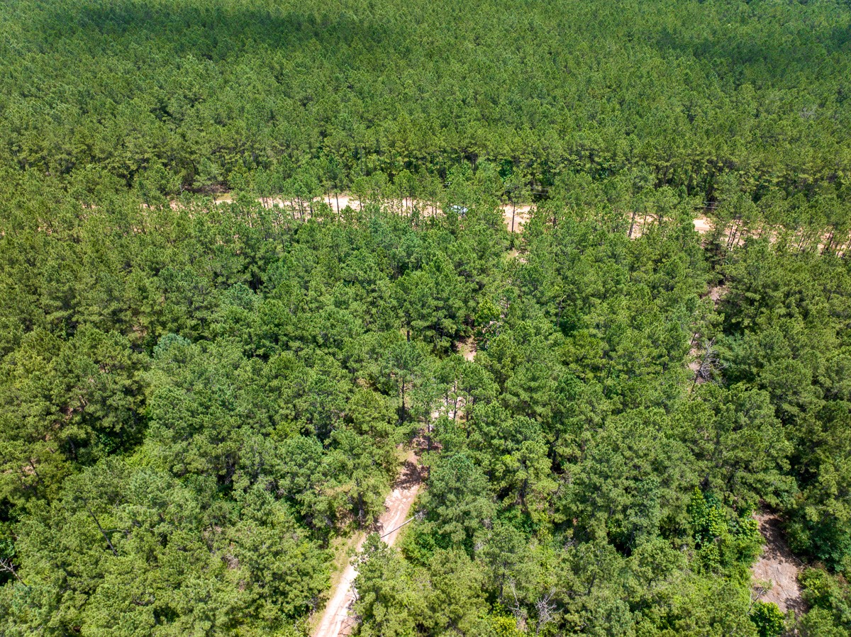 8 Benny Griffin Road Livingston, TX 77351 - Photo 14 of 44