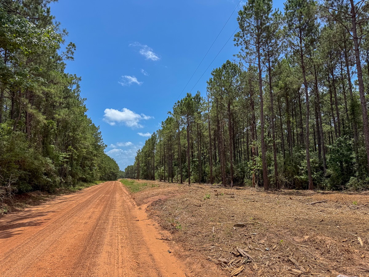 8 Benny Griffin Road Livingston, TX 77351 - Photo 17 of 44 a view of backyard space