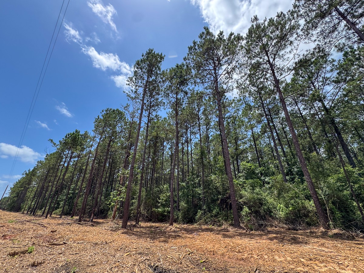 8 Benny Griffin Road Livingston, TX 77351 - Photo 18 of 44 a view of outdoor space with trees