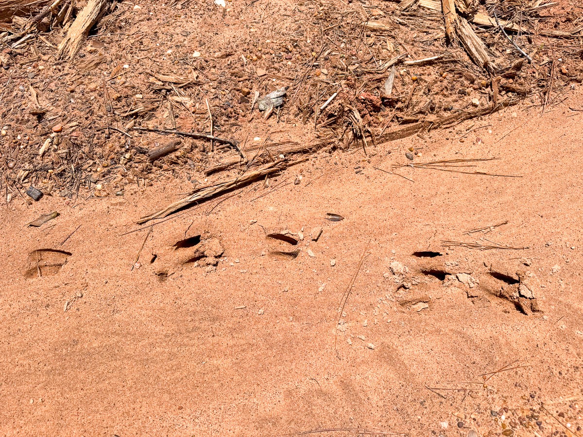 8 Benny Griffin Road Livingston, TX 77351 - Photo 19 of 44