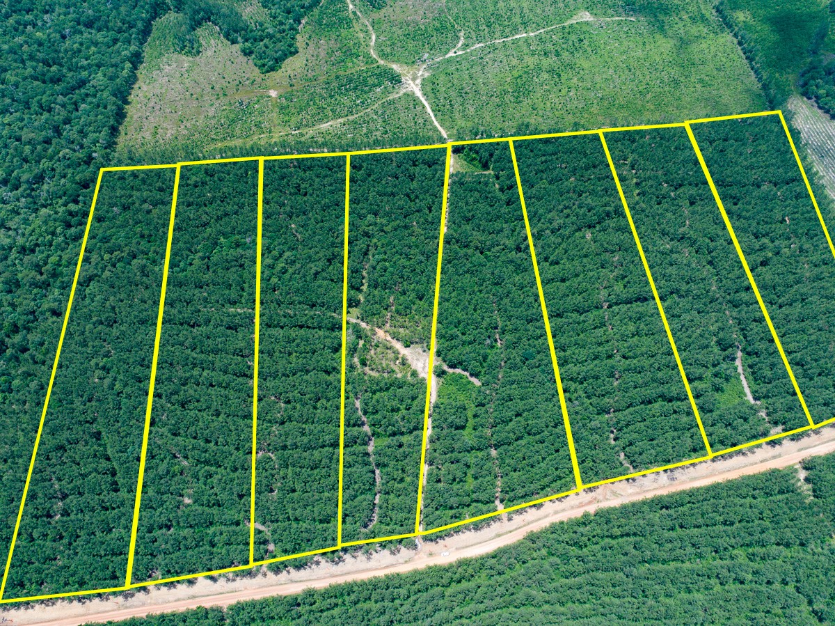 8 Benny Griffin Road Livingston, TX 77351 - Photo 2 of 44 a view of a yard with a large trees