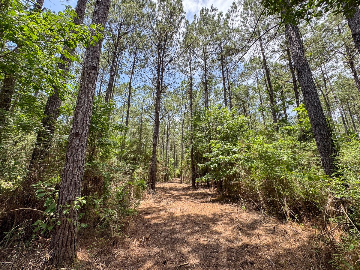 8 Benny Griffin Road Livingston, TX 77351 - Photo 21 of 44 a view of backyard with green space